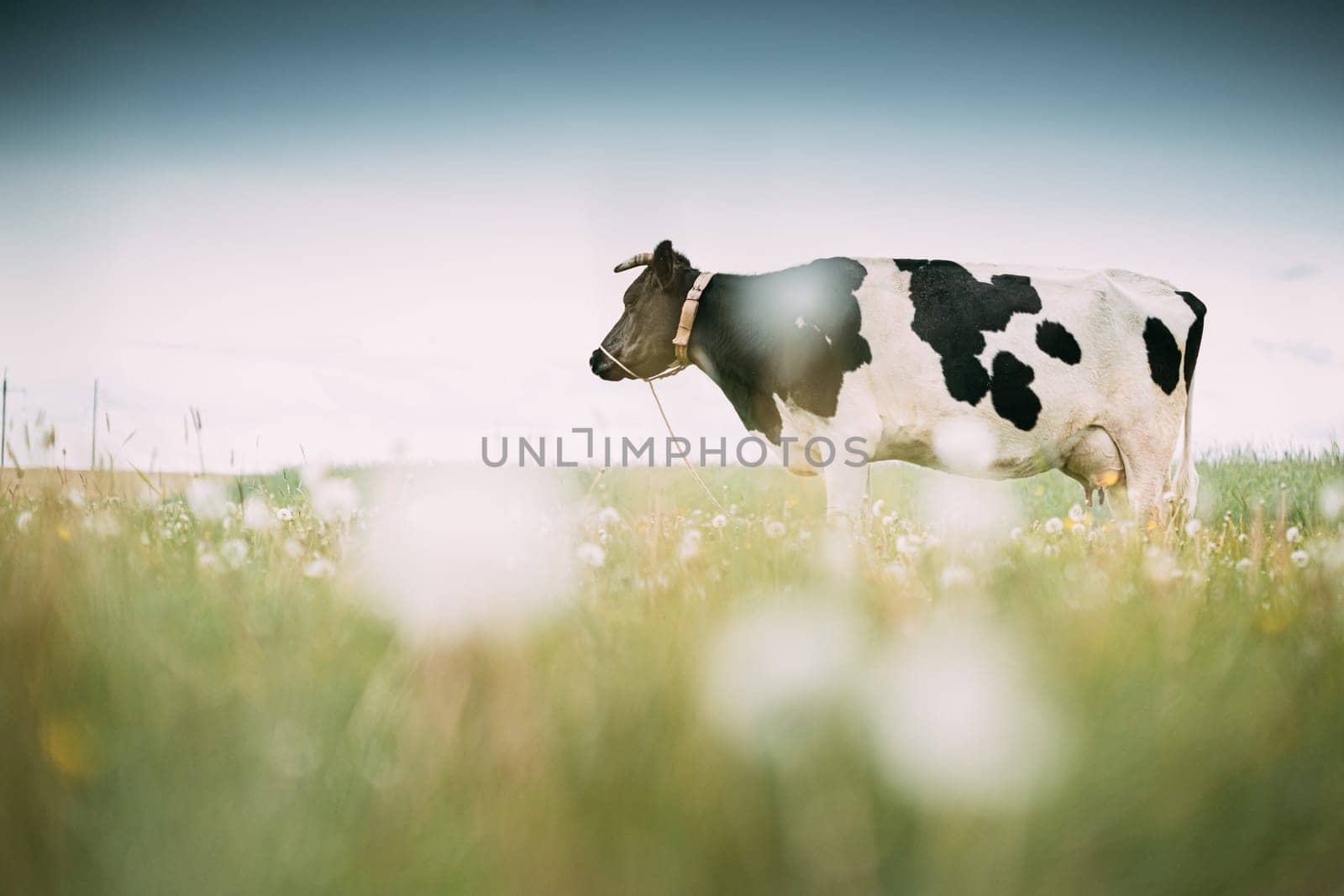 Black And White Cow Eating Grass In Spring Pasture. Cow Grazing On A Green Meadow In Spring.