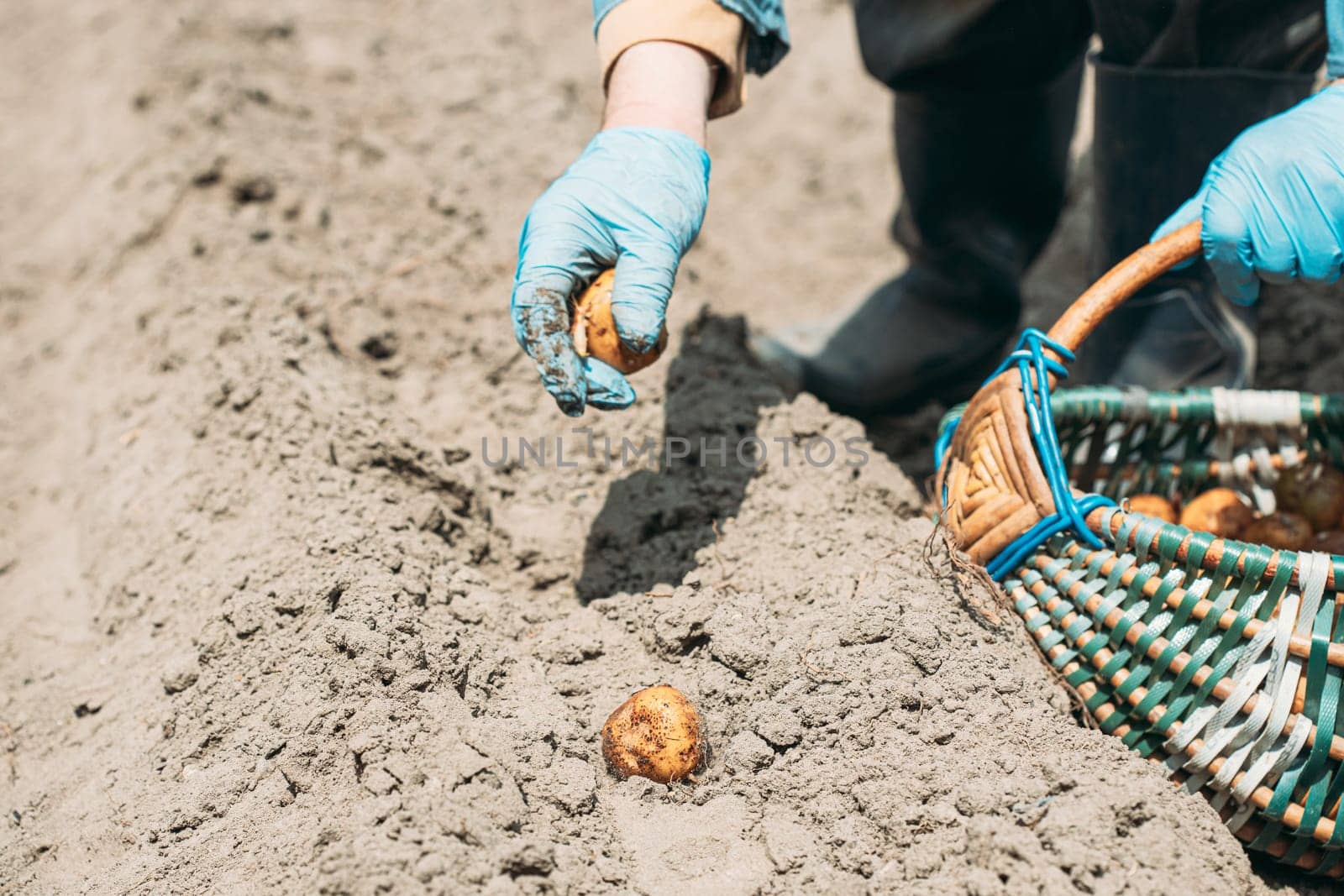 Human Planting Potatoes In Springtime.