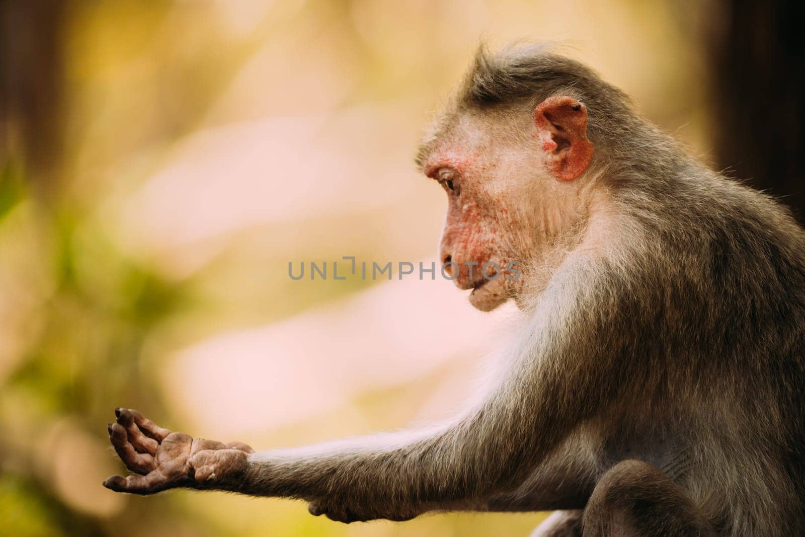 Goa, India. Old Bonnet Macaque Monkey - Macaca Radiata Or Zati Is Looking For Fleas. Close Up.