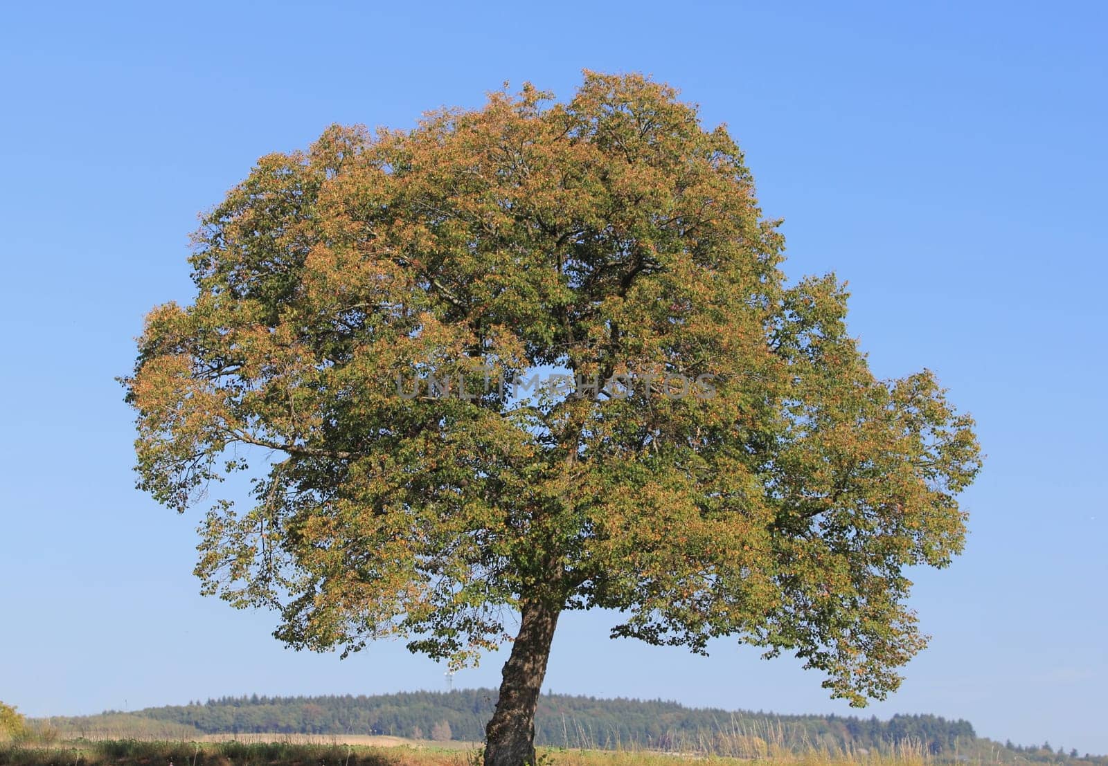 a standalone tree, with blue sky in the background.Ein allein stehender Baum, mit blauem Himmel im Hintergrund