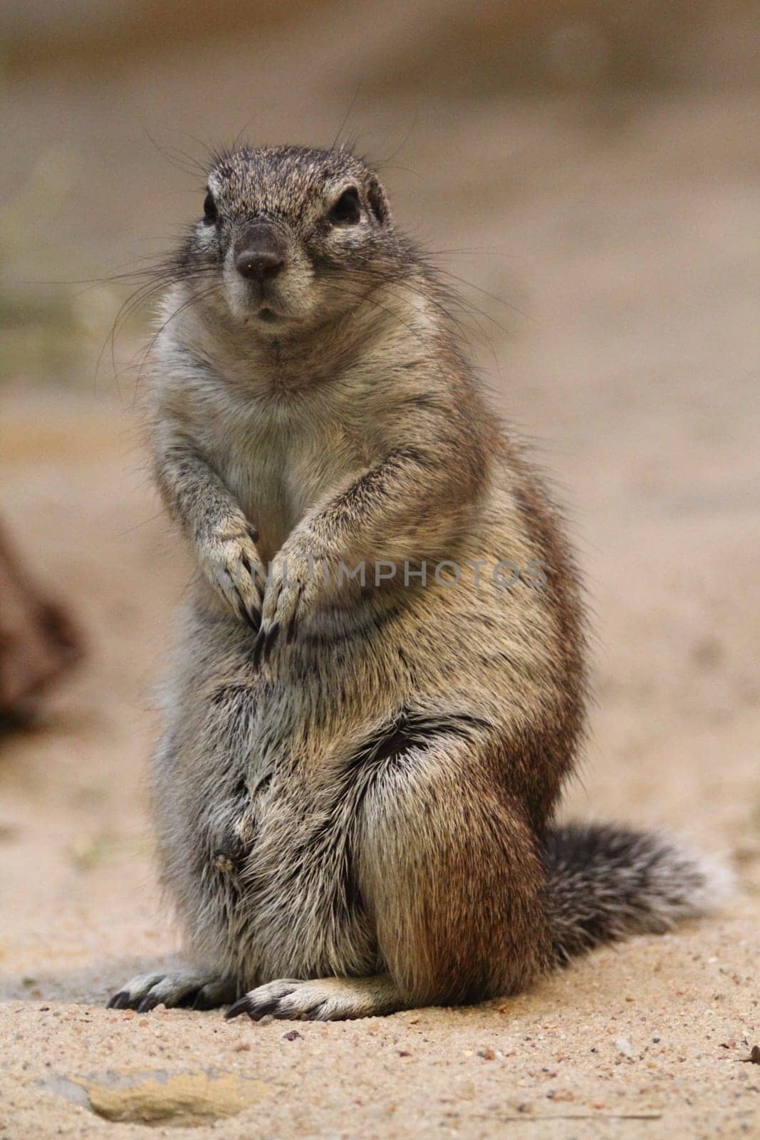 The Cape ground squirrel (Xerus inauris) is found in most of the drier parts of southern Africa from South Africa, through to Botswana, and into Namibia.