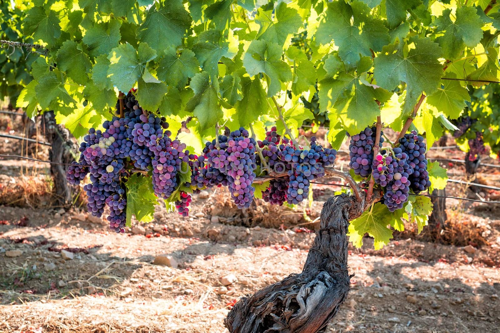 Veraison in a vineyard. Bunches of grapes with berries that begin the ripening phase. Traditional agriculture. Sardinia.