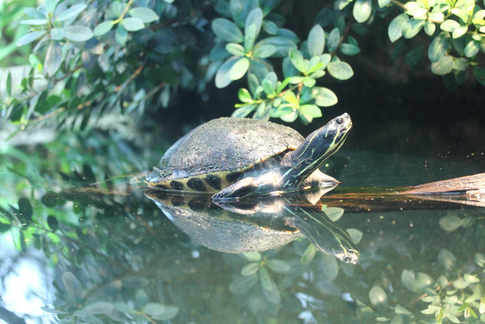 The river cooter (Pseudemys concinna) is a  freshwater turtle native to the central and eastern United States.Die Hieroglyphen-Schmuckschildkröte ist im Südosten der Vereinigten Staaten von Amerika verbreitet