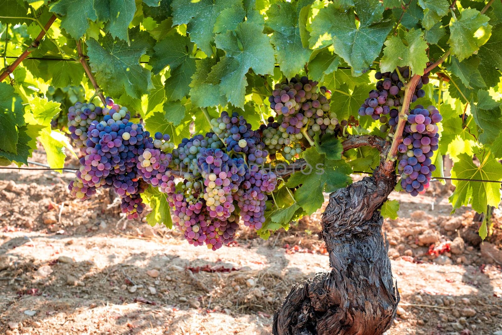 Veraison in a vineyard. Bunches of grapes with berries that begin the ripening phase. Traditional agriculture. Sardinia.