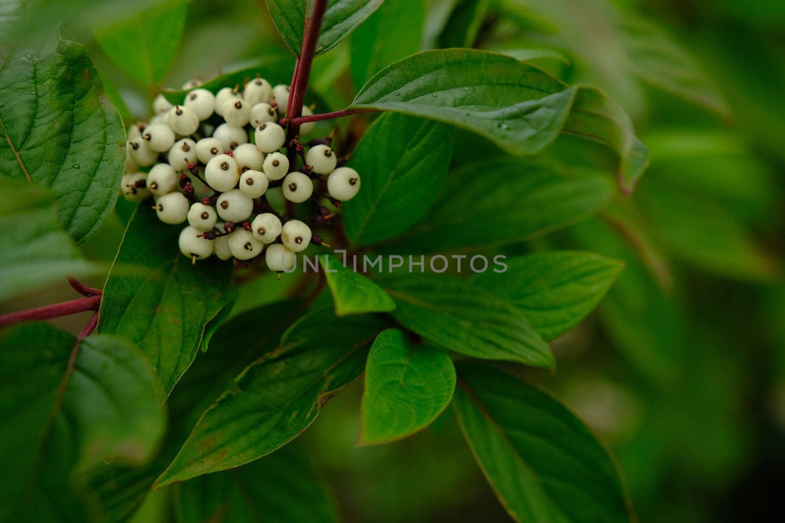 White berries of Cornus Alba Sibirica with selective blur.