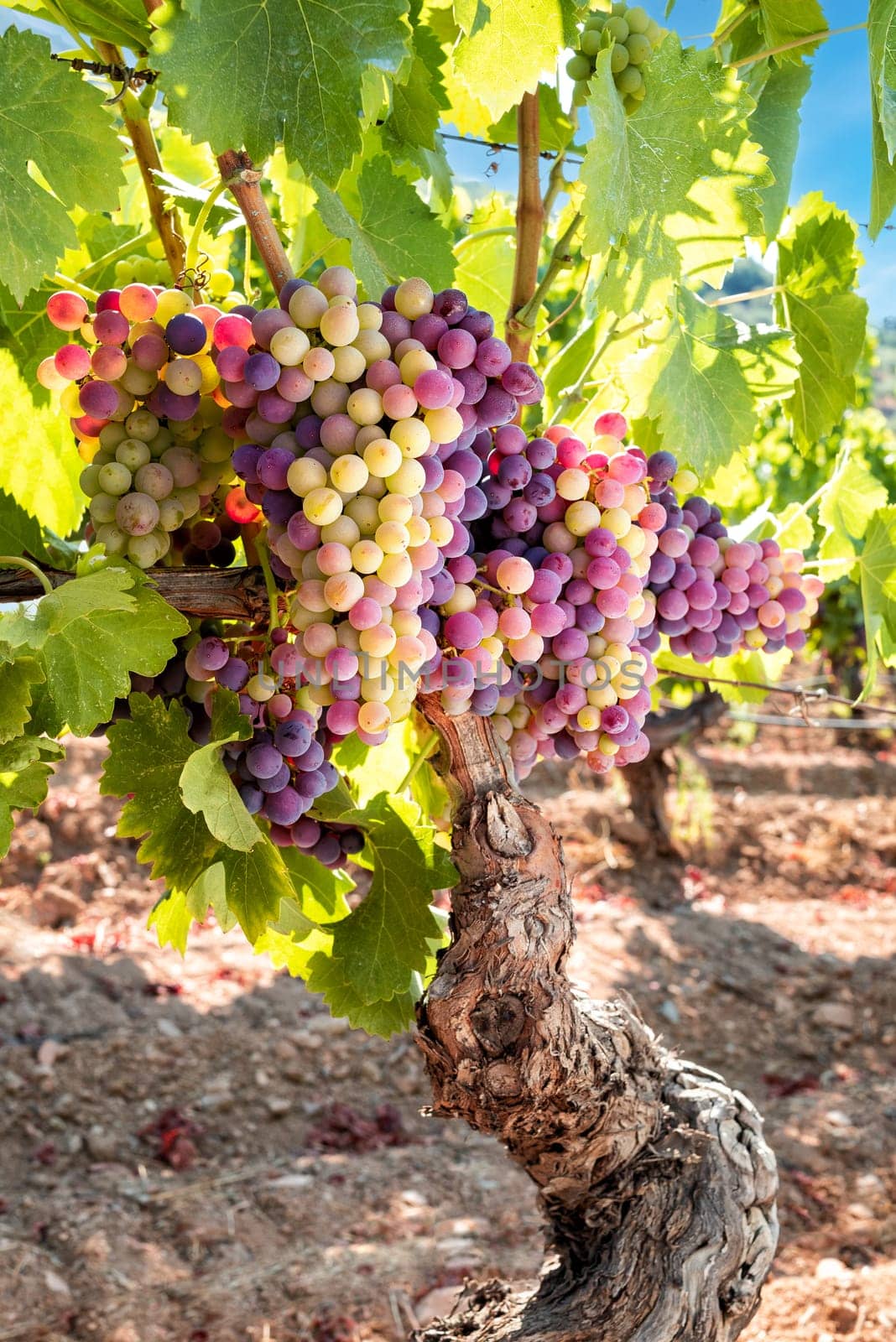 Veraison in a vineyard. Bunches of grapes with berries that begin the ripening phase. Traditional agriculture. Sardinia.