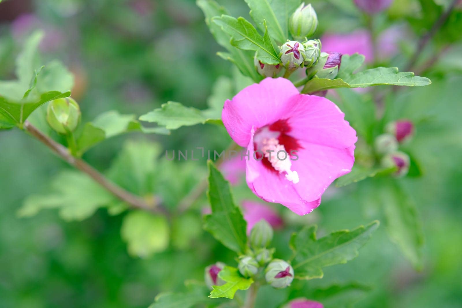 Pink hibiscus flower blooming in the garden, closeup of petals and pollens, nature photography gardening background.