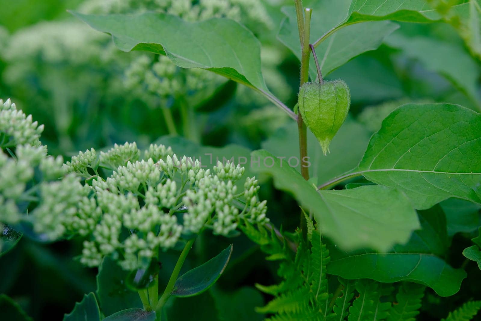 Physalis plant with bright red orange flowers and green leaves on black background.