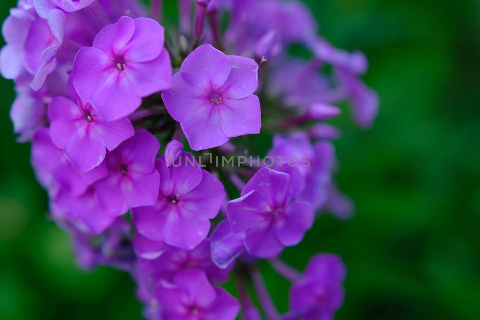Bush of blooming Phlox Paniculata Pink Flame flowers in the garden on a sunny day.