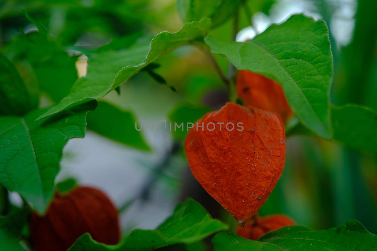 Physalis plant with bright red orange flowers and green leaves on black background.