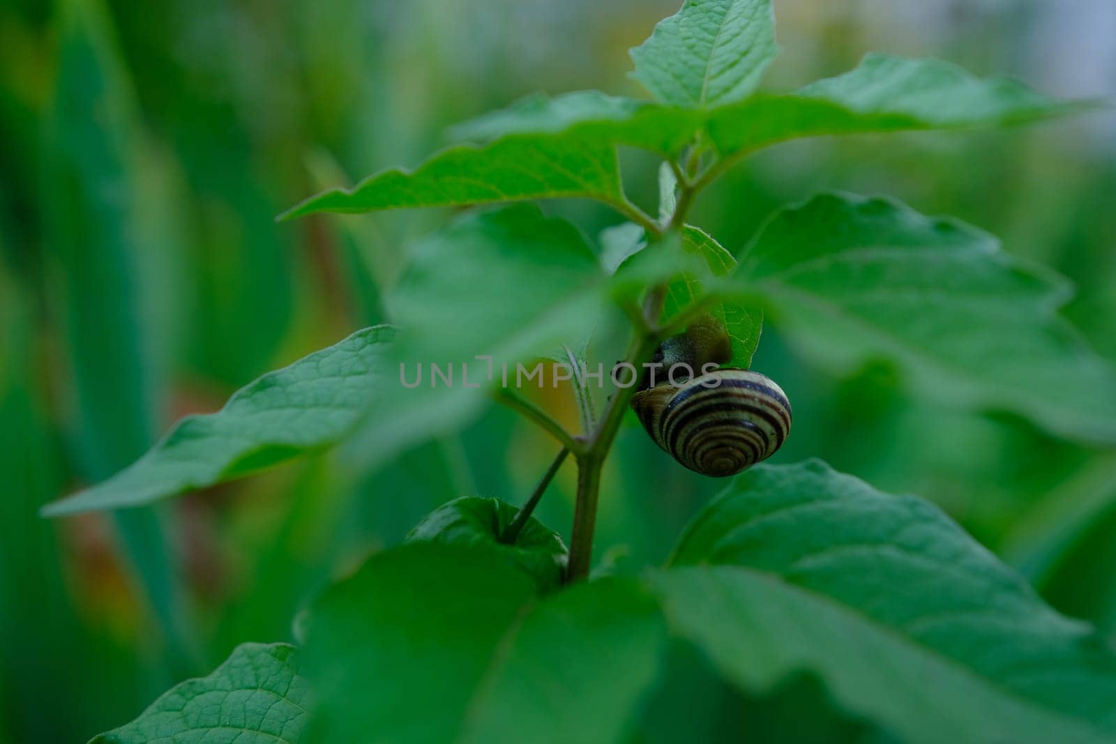 snail crawls on a physalis branch on suny day.