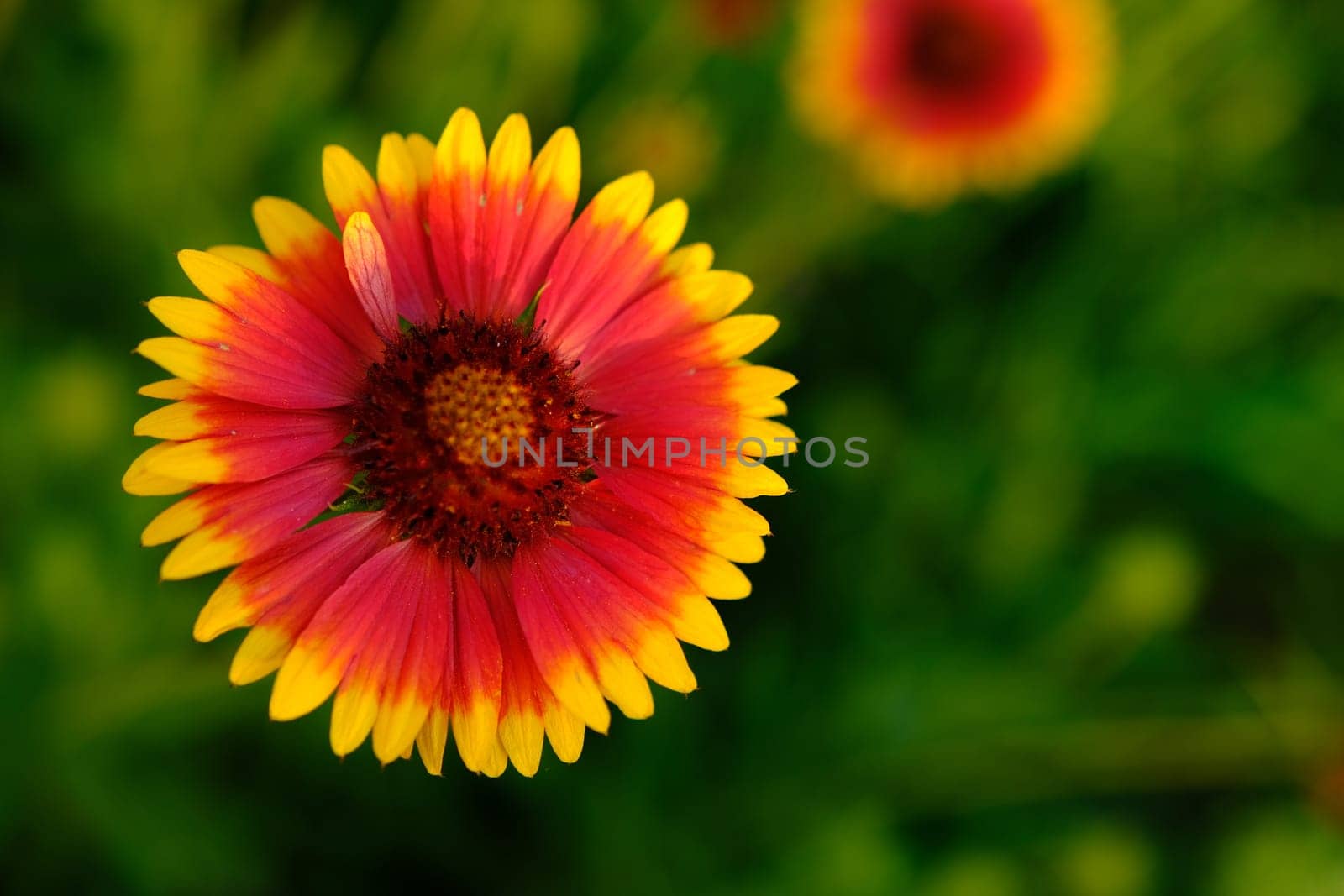 The large garden bumblebee or ruderal bumblebee Bombus ruderatus, beatiful photo. Gaillardia. Bumblebee collects pollen on gaillardia. A beautiful and bright garden flower.