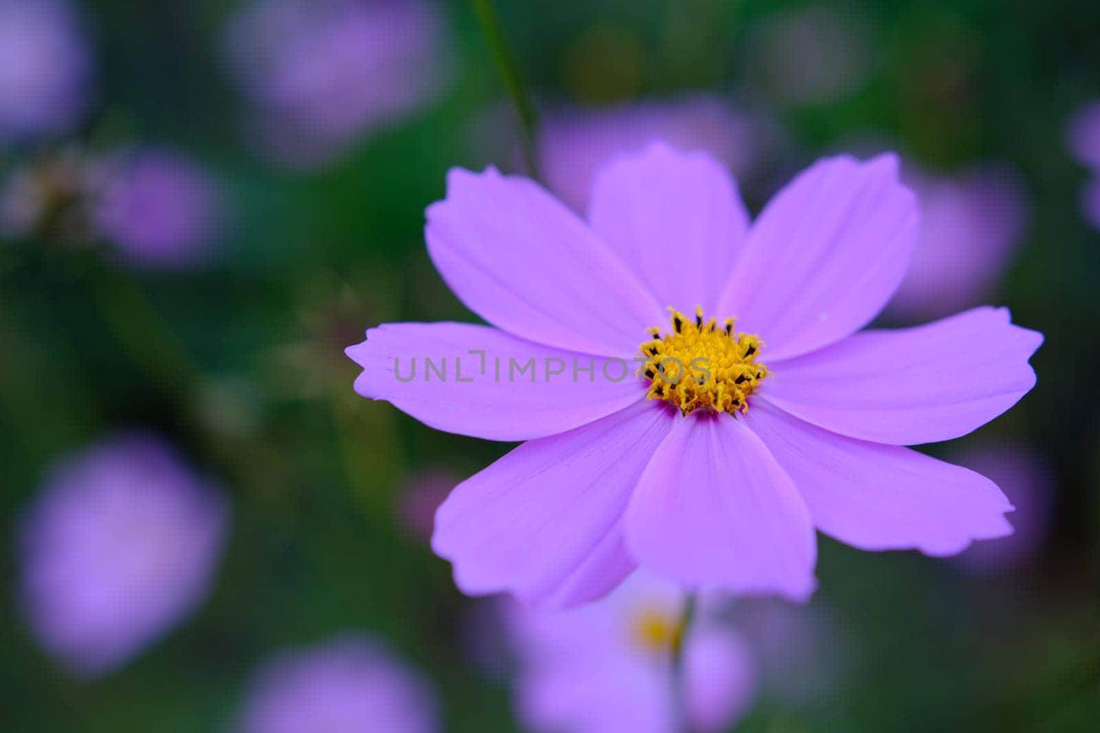 Bright pink cosmos aka aster flowers fin: kosmos kukka in a closeup image with some greens in the background. Beautiful spring flowers photographed in Helsinki, Finland. Closeup color image