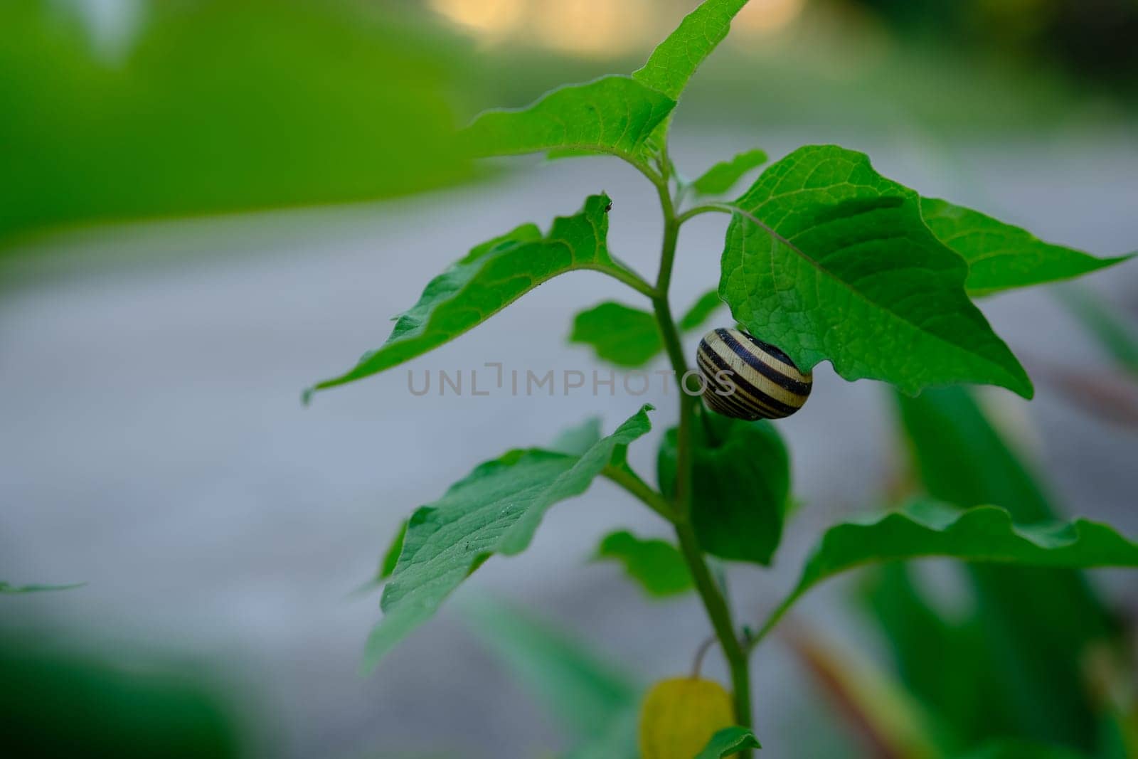 snail crawls on a physalis branch on suny day.