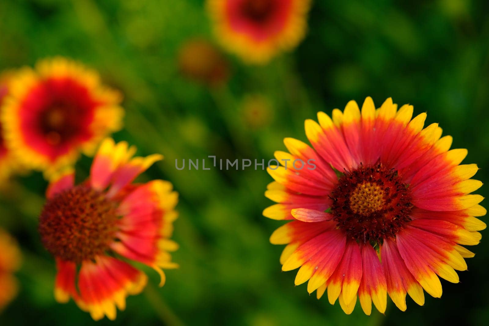 The large garden bumblebee or ruderal bumblebee Bombus ruderatus, beatiful photo. Gaillardia. Bumblebee collects pollen on gaillardia. A beautiful and bright garden flower.
