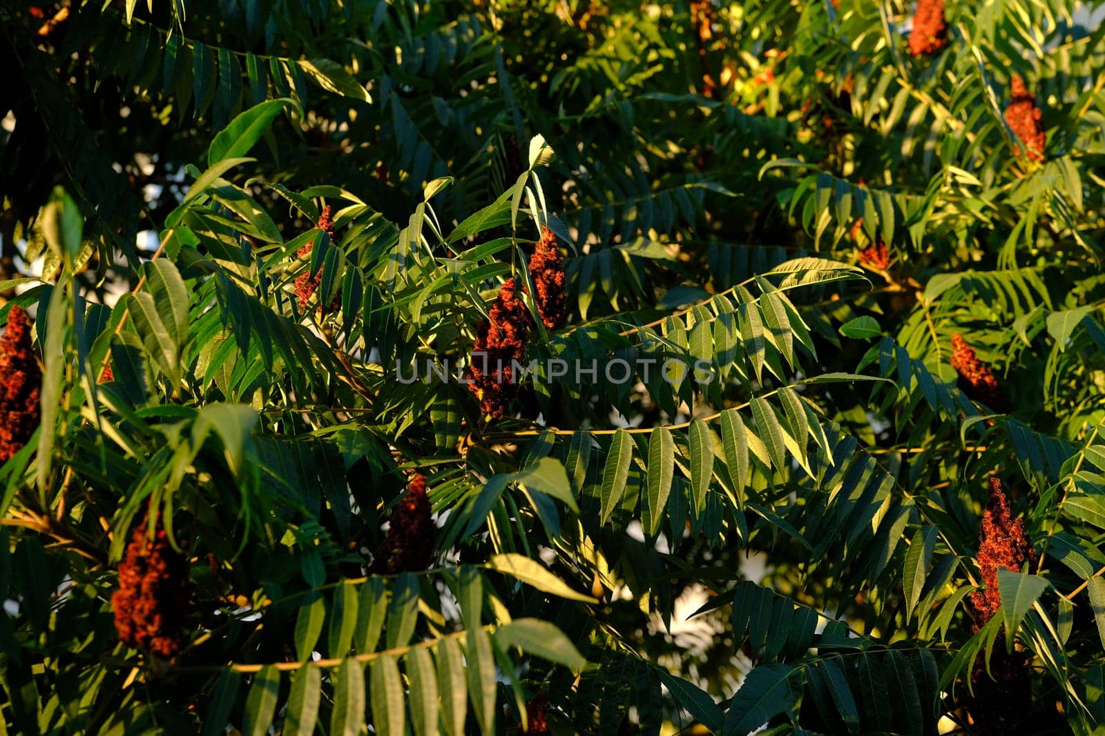 Staghorn Sumac Rhus typhina in park, Keil, Schleswig-Holstein, Germany.