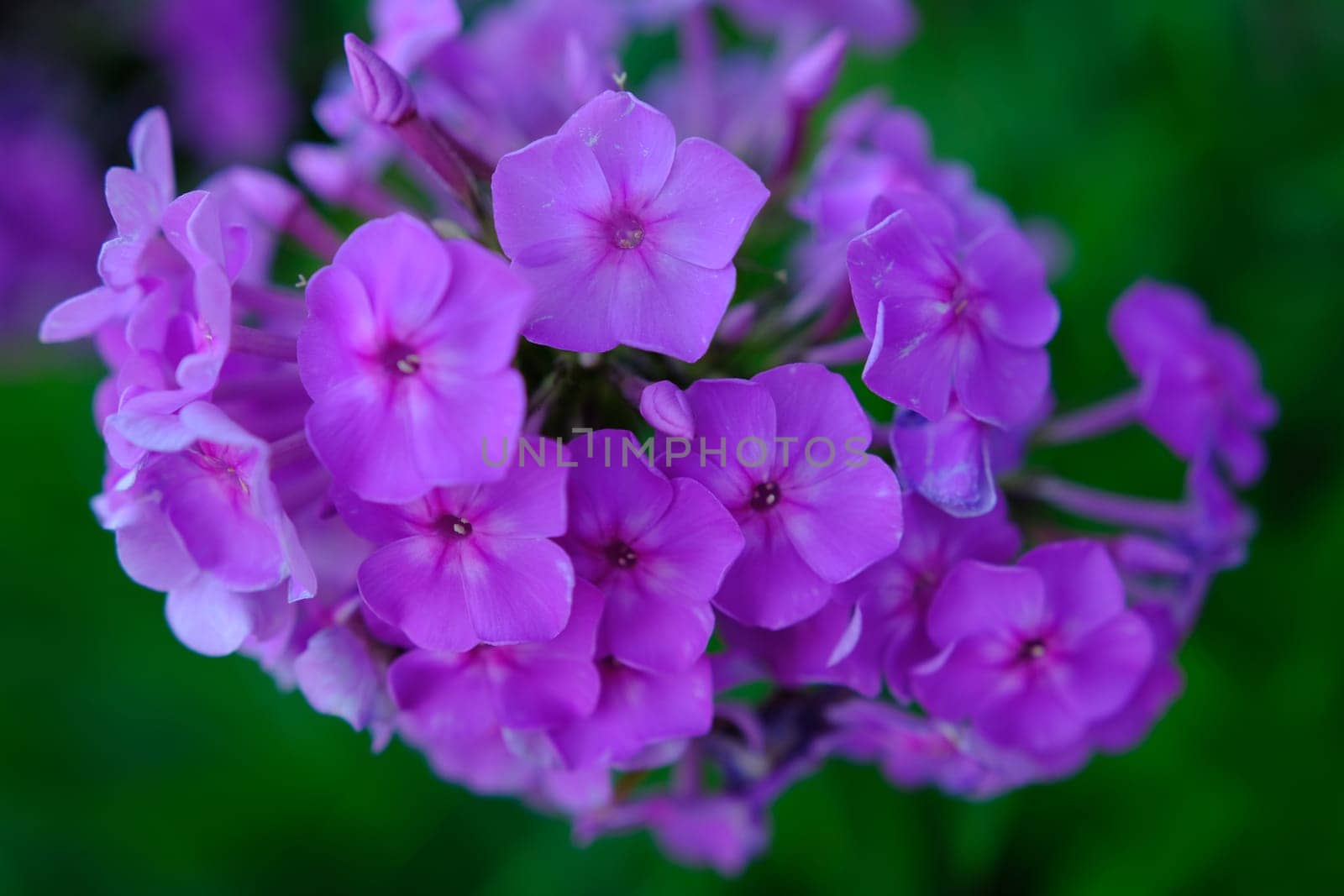 Bush of blooming Phlox Paniculata Pink Flame flowers in the garden on a sunny day.