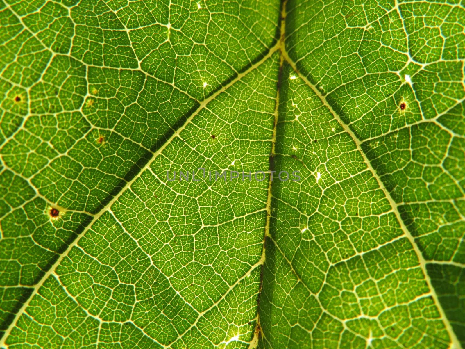 tree leaf in the foreground translucent green nerves macro