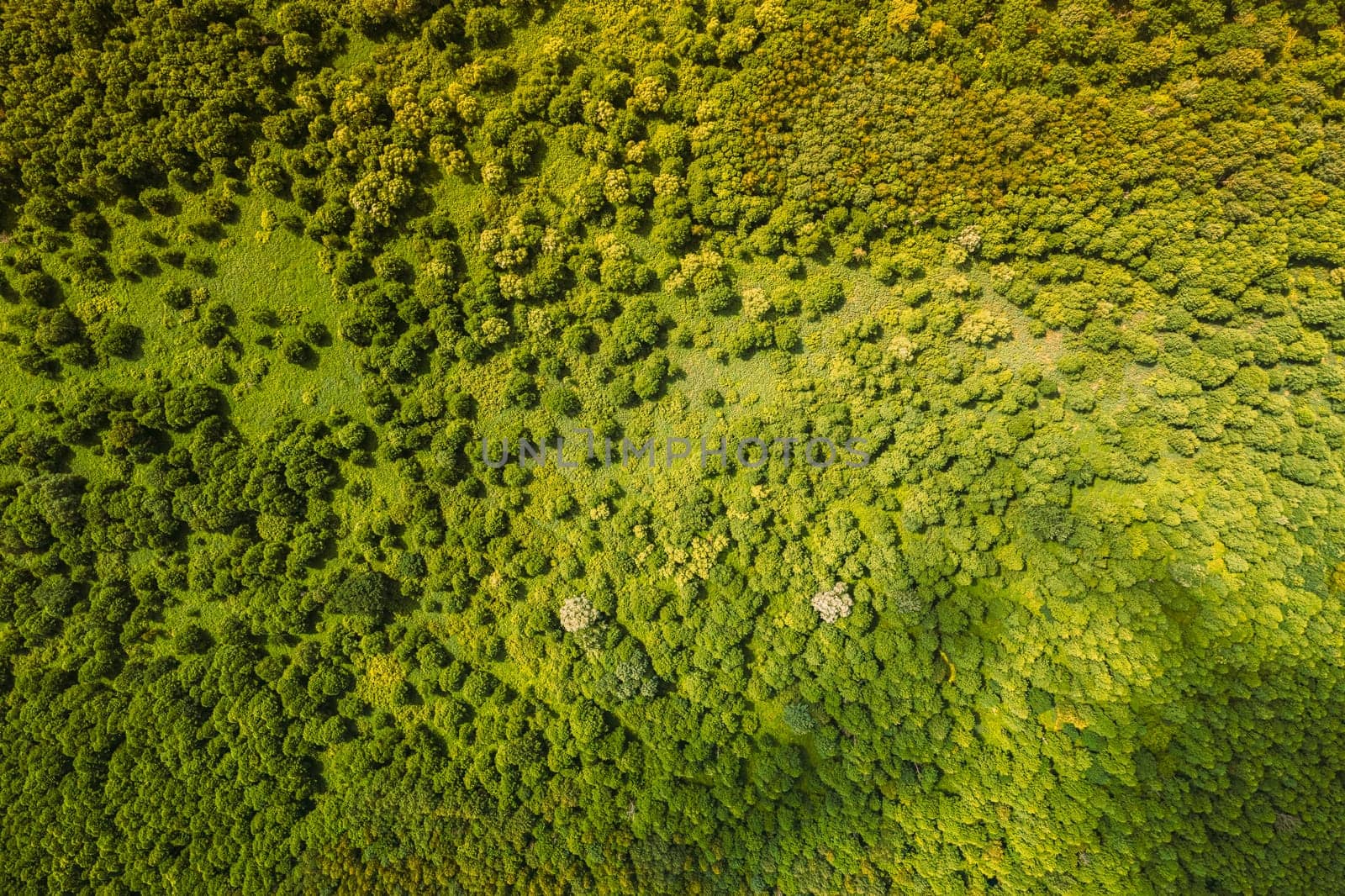 Aerial View Of Green Deciduous Forest In Landscape In Summer Day. Top View From Attitude. Drone View Of European Woods At Summer.