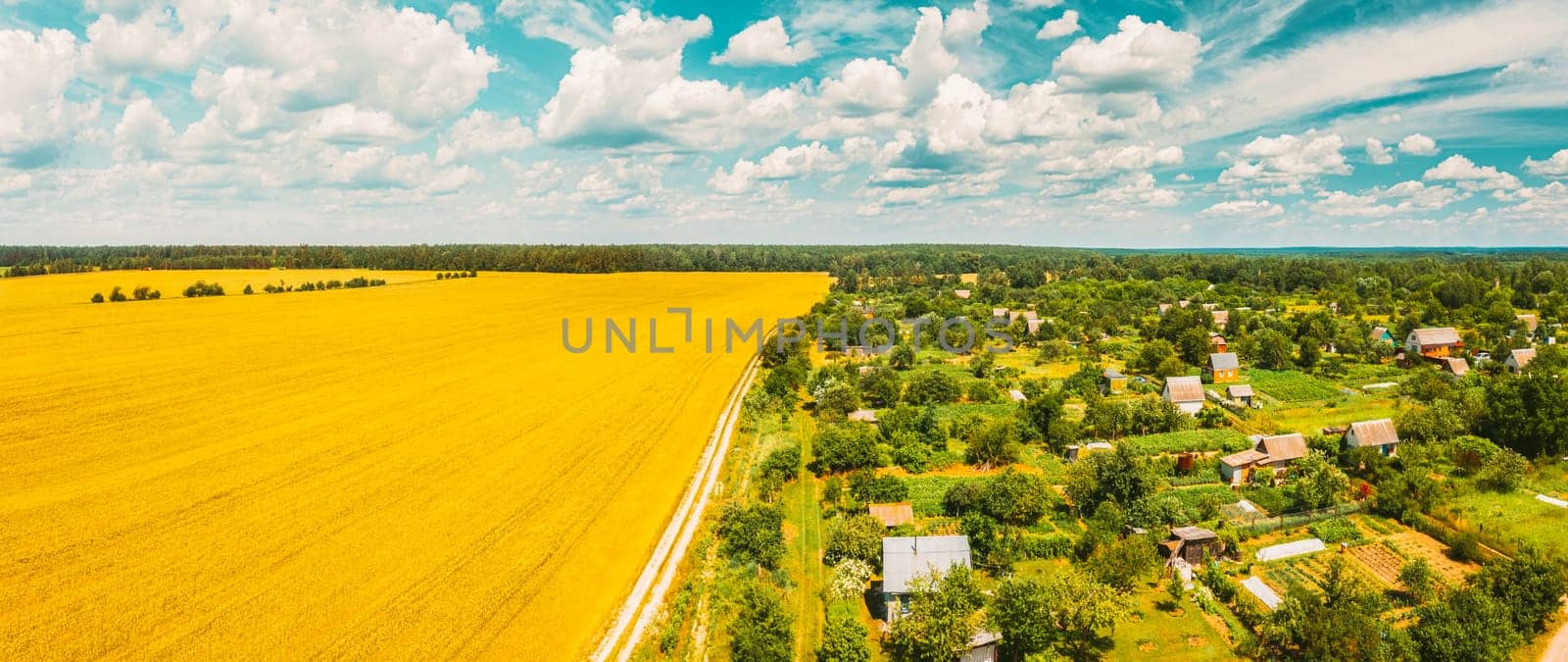 Countryside Rural Landscape With Small Village, Gardens And Yellow Wheat Field In Spring Summer Day. Elevated View. Panorama.