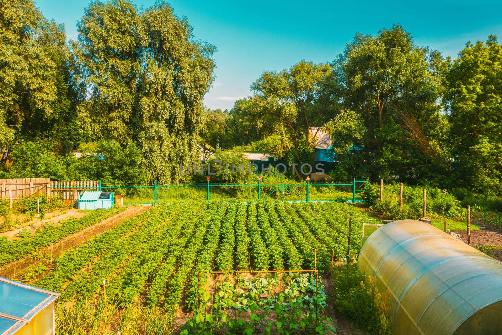 Elevated View Of Vegetable Garden In Small Town Or Village. Potato Plantation And Greenhouse At Summer Evening. Village Garden Beds.