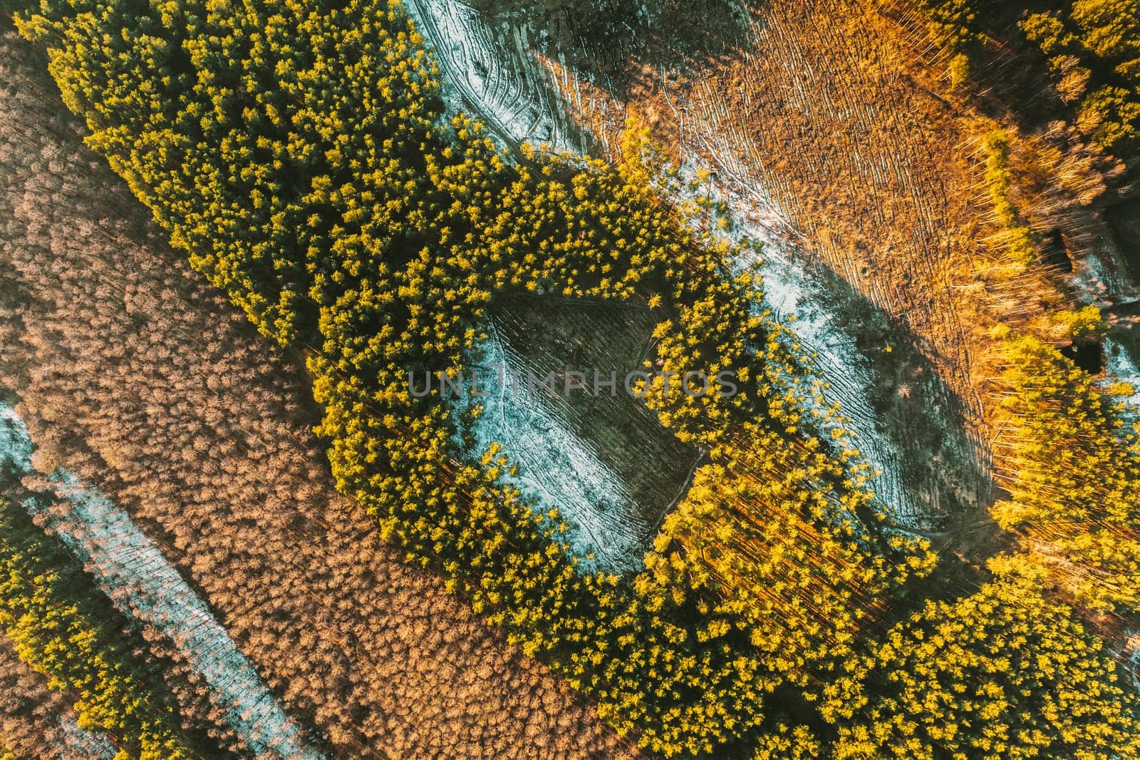 Aerial View Of Deciduous Trees Without Foliage Leaves And Green Forest In Landscape At Early Spring. Pine Forest In Deforestation Area Landscape. Drone View. Bird's Eye View.