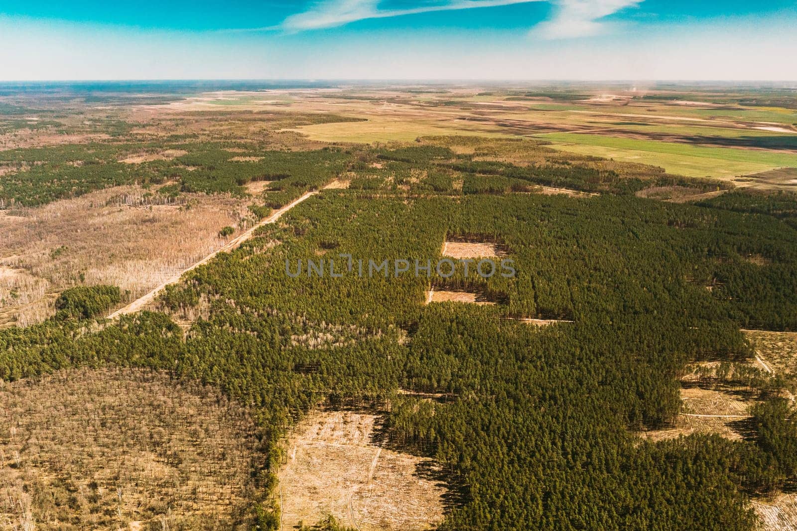 Aerial View Of Deforestation Area Landscape. Green Pine Forest In Deforestation Zone. Top View Of Forest Landscape. Drone View. Bird's Eye View.