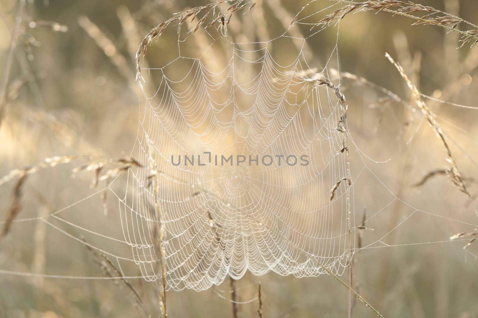 Spider web on a meadow during sunrise