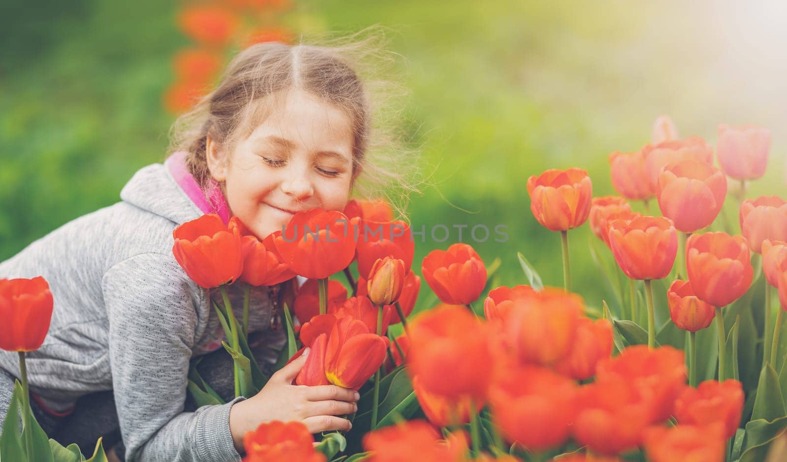 Cute girl picking red tulips in bouquet in the garden. Toddler enjoying and trying to smell beautiful flowers.