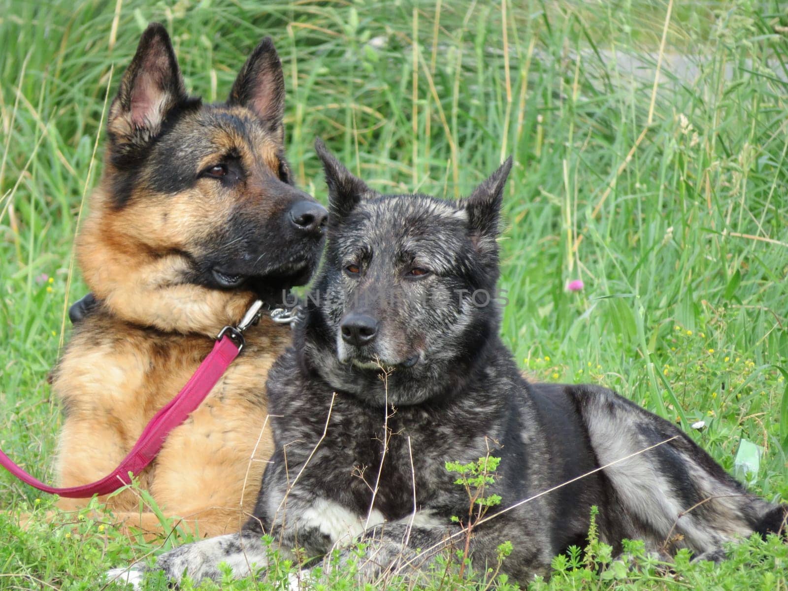 beautiful protective watchdogs defense security tranquility domestic animals
