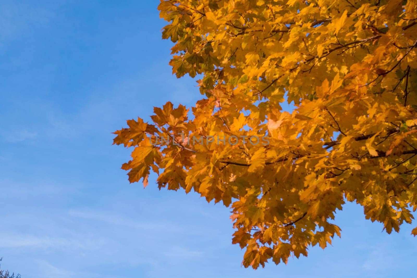 Yellow leaves and blue sky in autumn.