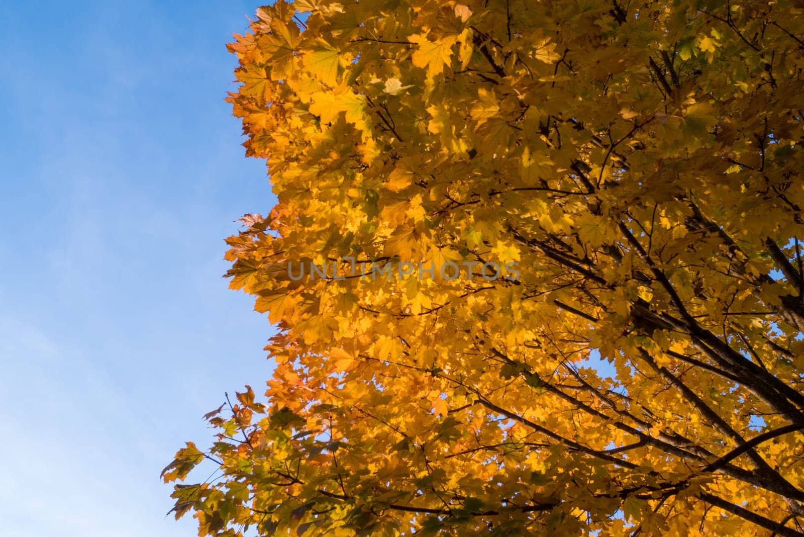 Yellow leaves and blue sky in autumn.