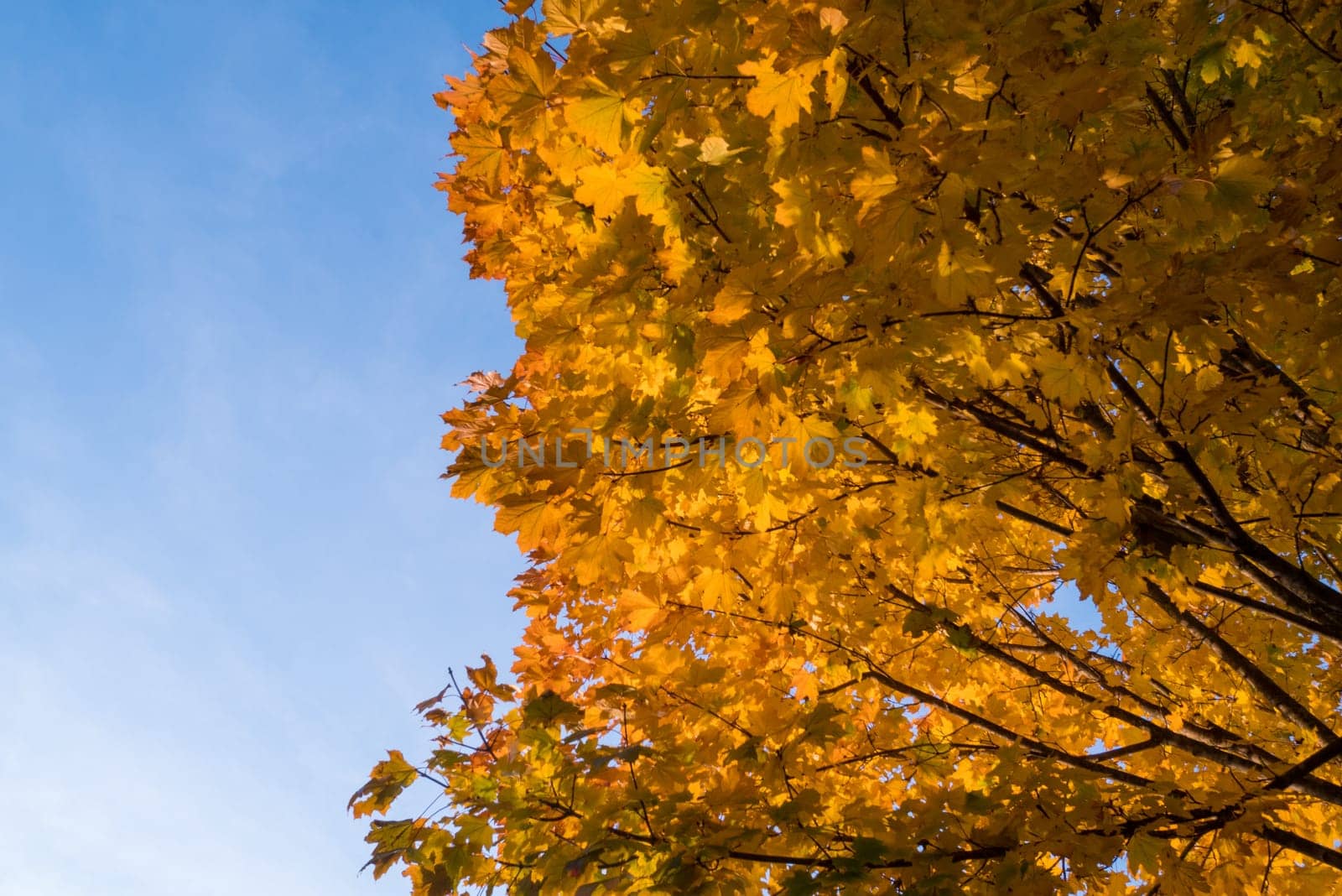 Yellow leaves and blue sky in autumn.