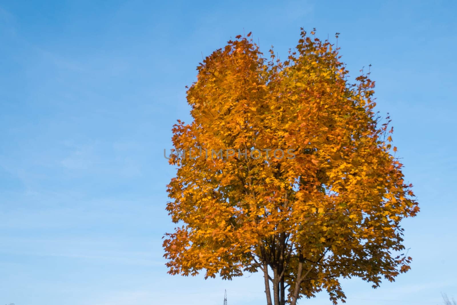 Tree with yellow leaves and blue sky in autumn.