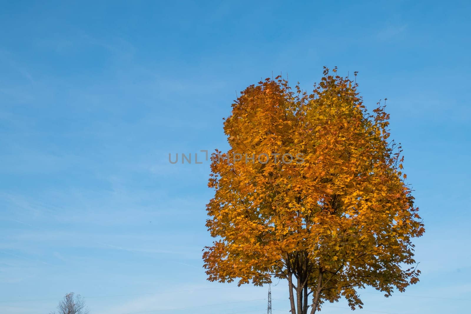 Tree with yellow leaves and blue sky in autumn.