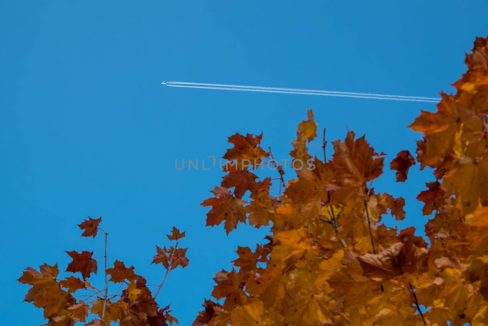 Yellow leaves and blue sky in autumn.