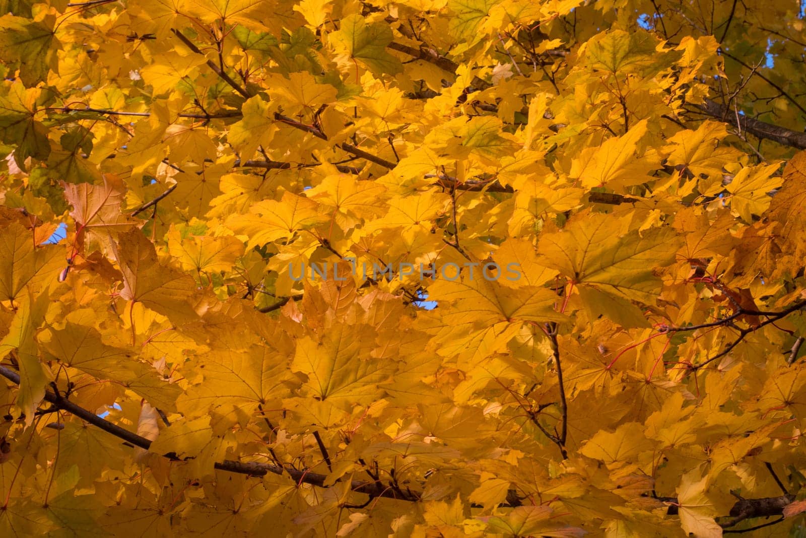 Yellow leaves and blue sky in autumn.