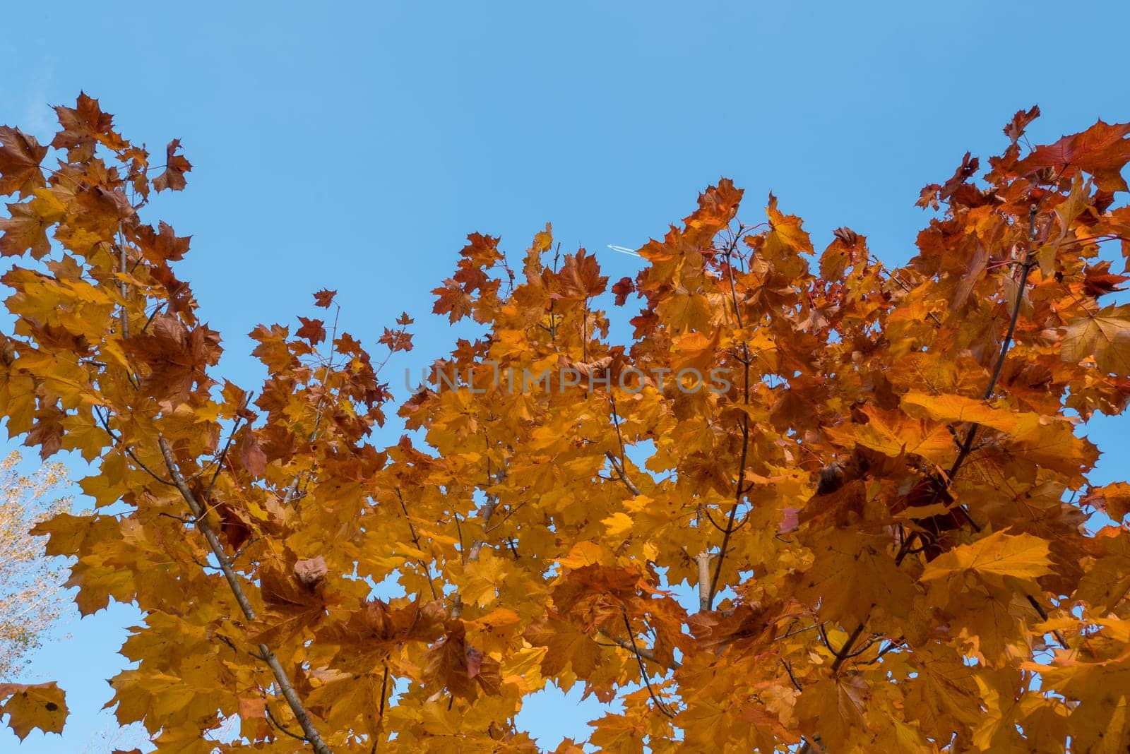 Yellow leaves and blue sky in autumn.