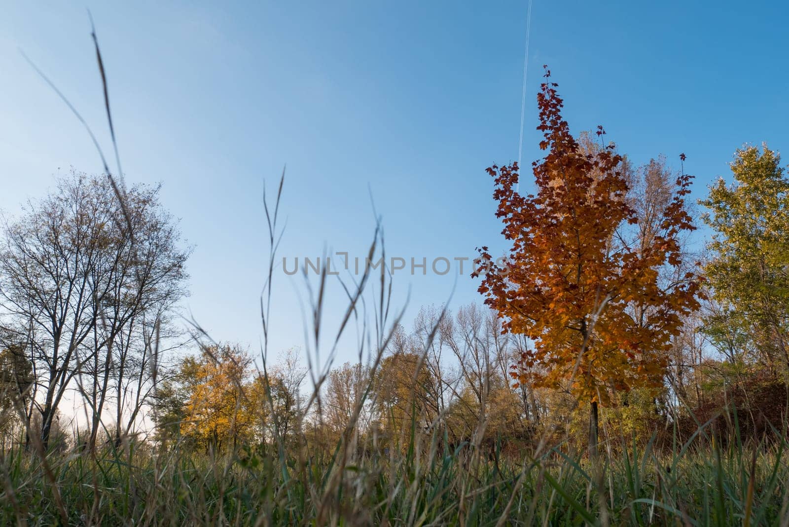 Tree with yellow and red leaves and blue sky in autumn.