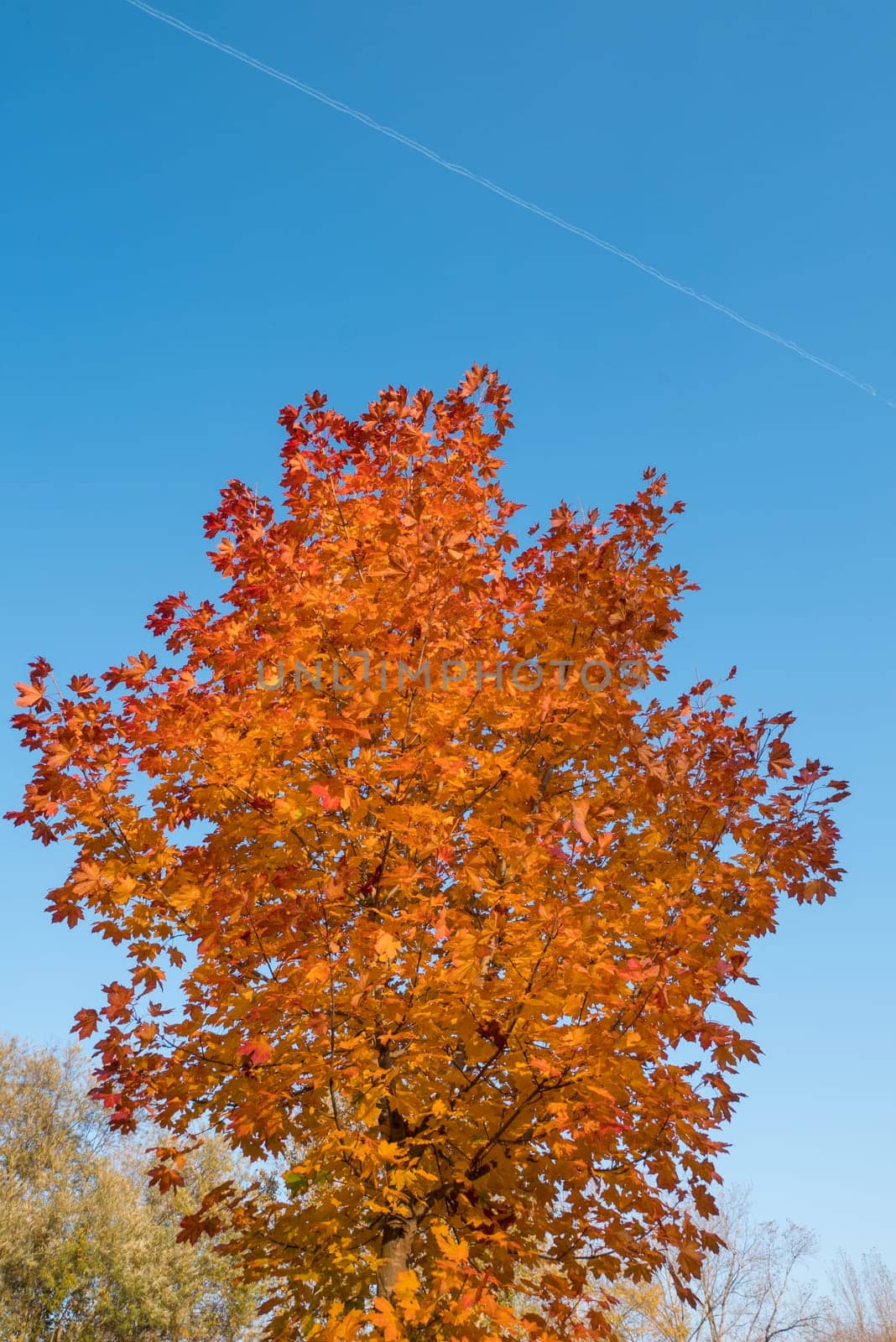 Tree with yellow and red leaves and blue sky in autumn.