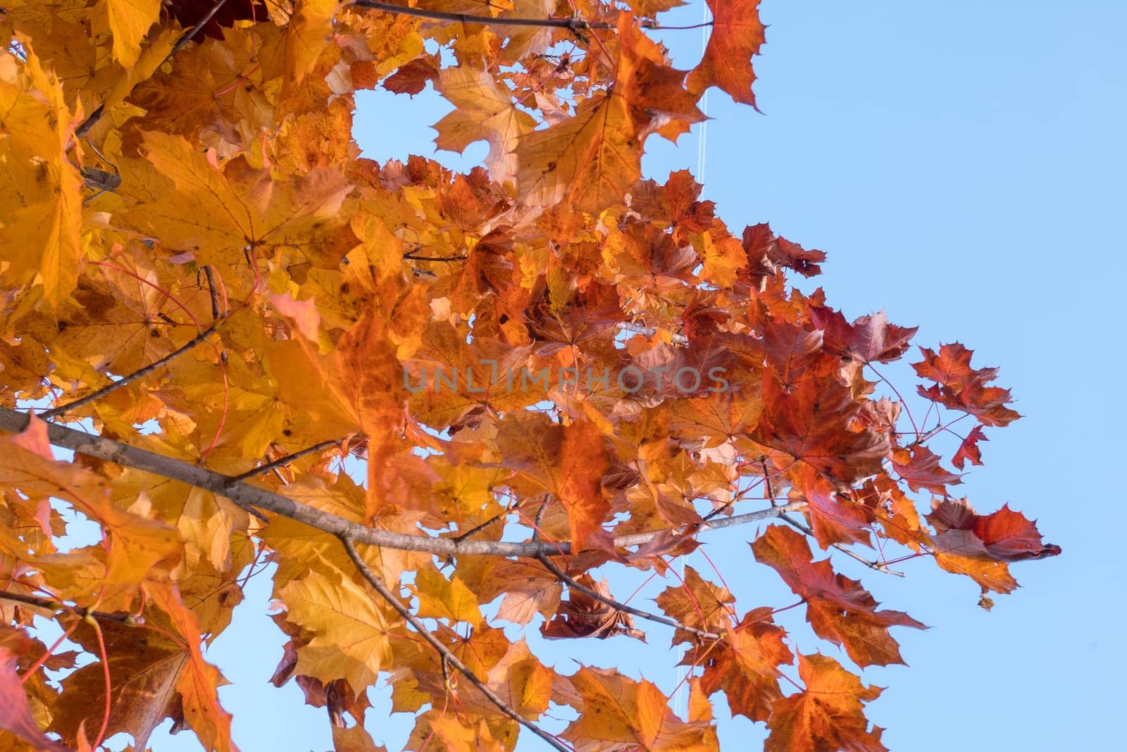 Yellow leaves and blue sky in autumn.