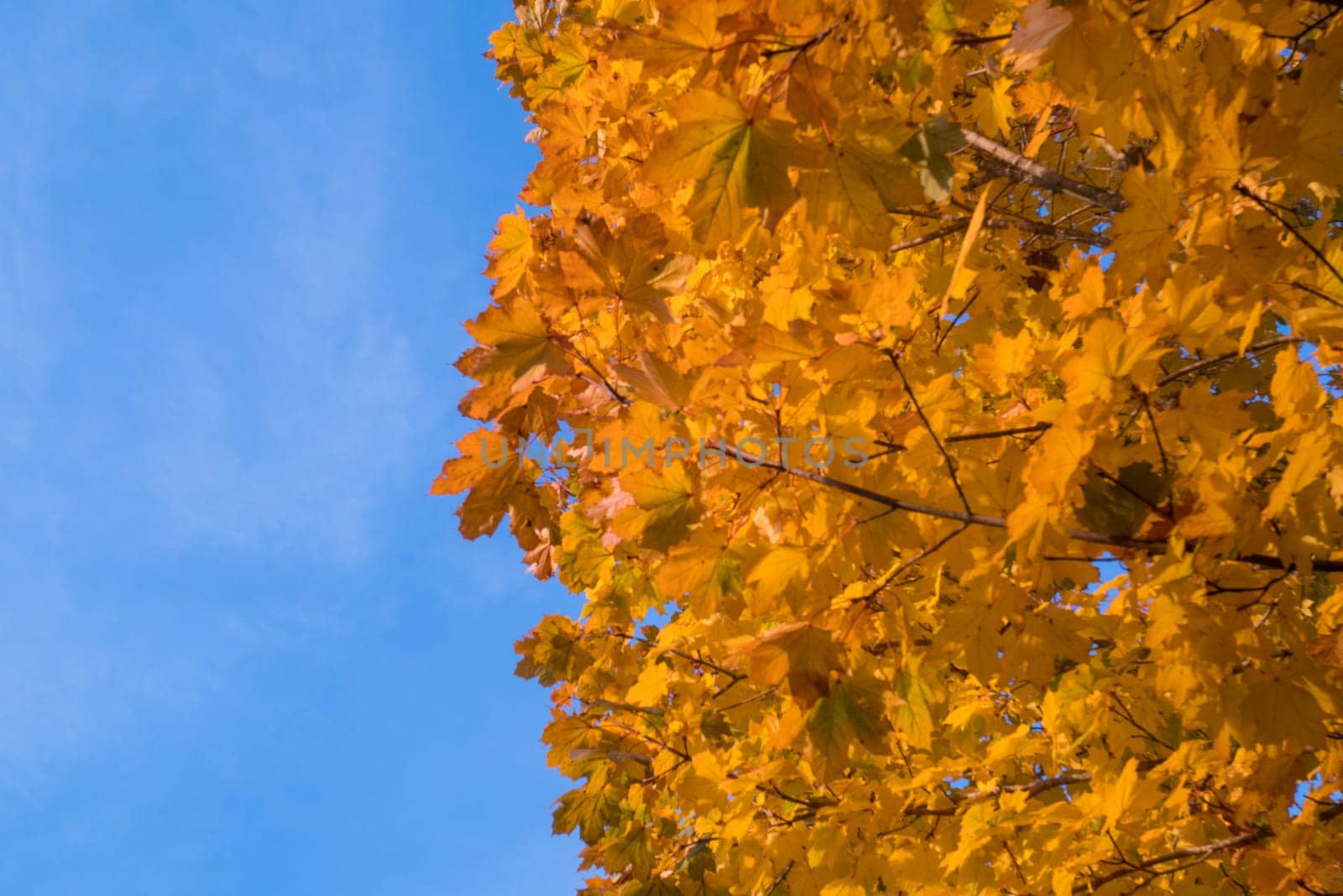 Yellow leaves and blue sky in autumn.