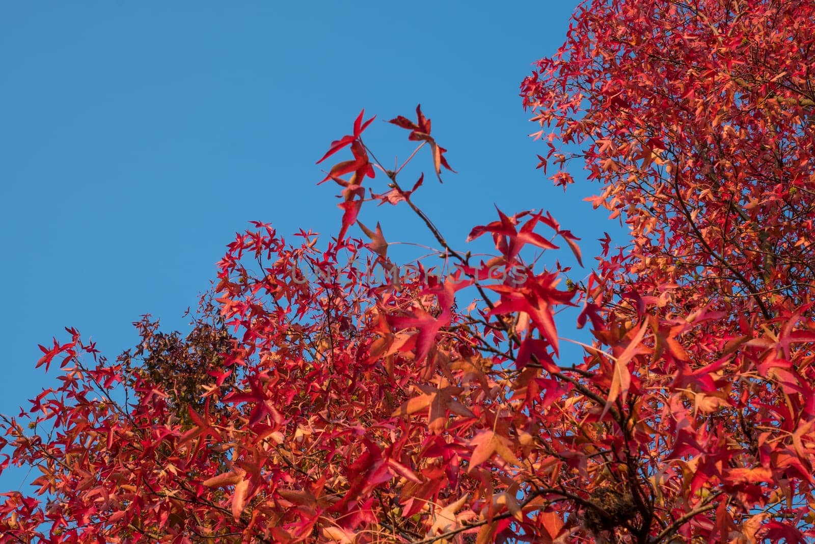Red leaves and blue sky in autumn.