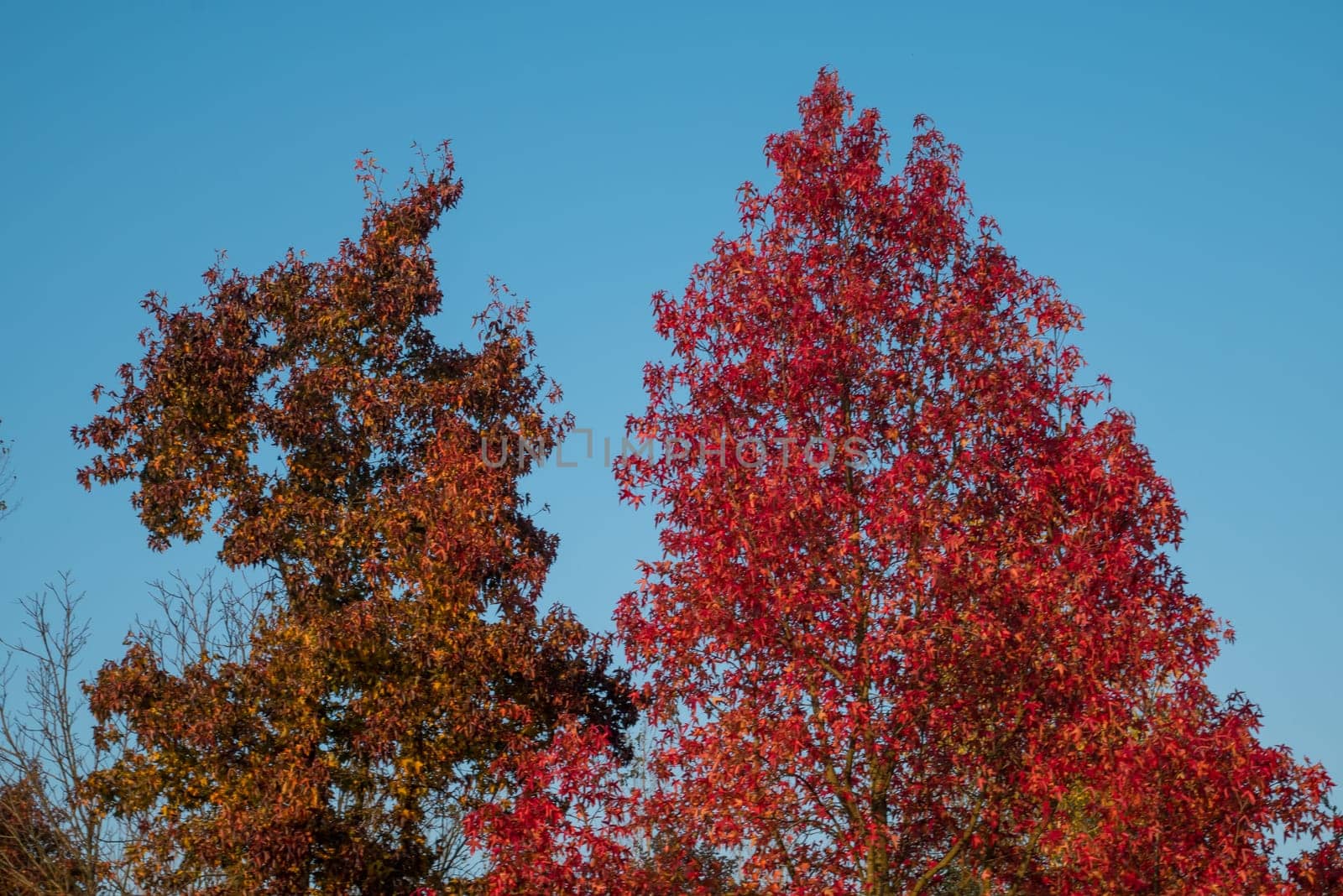 Tree with yellow and red leaves and blue sky in autumn.