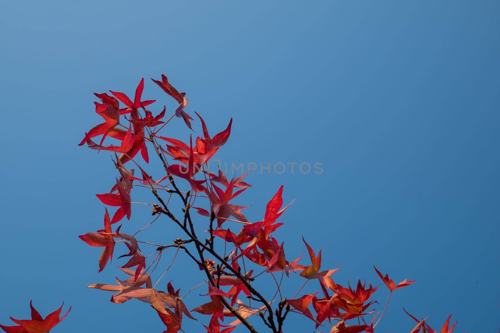 Red leaves and blue sky in autumn.