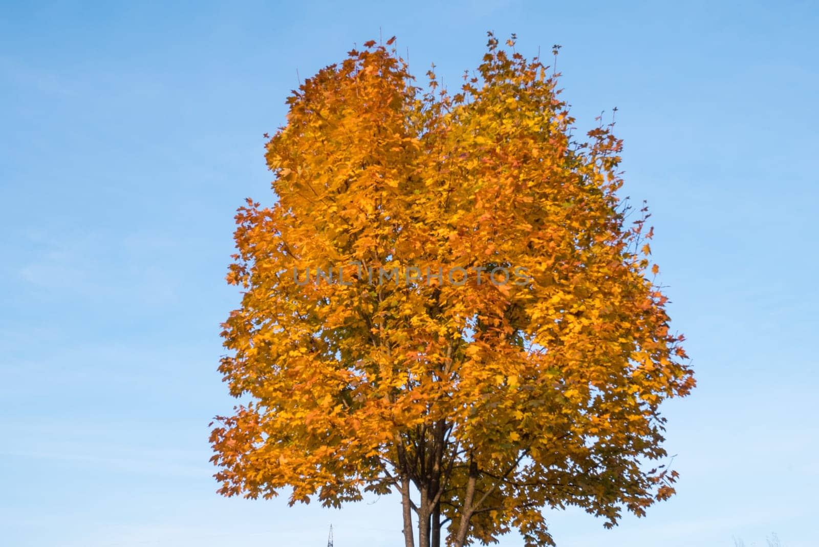 Tree with yellow leaves and blue sky in autumn.