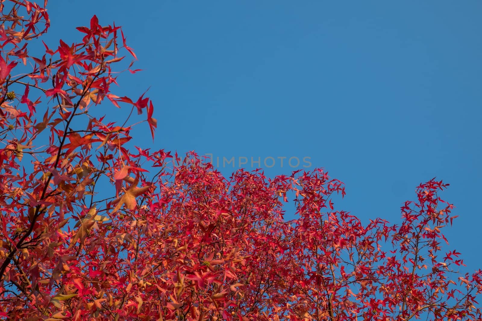 Red leaves and blue sky in autumn.