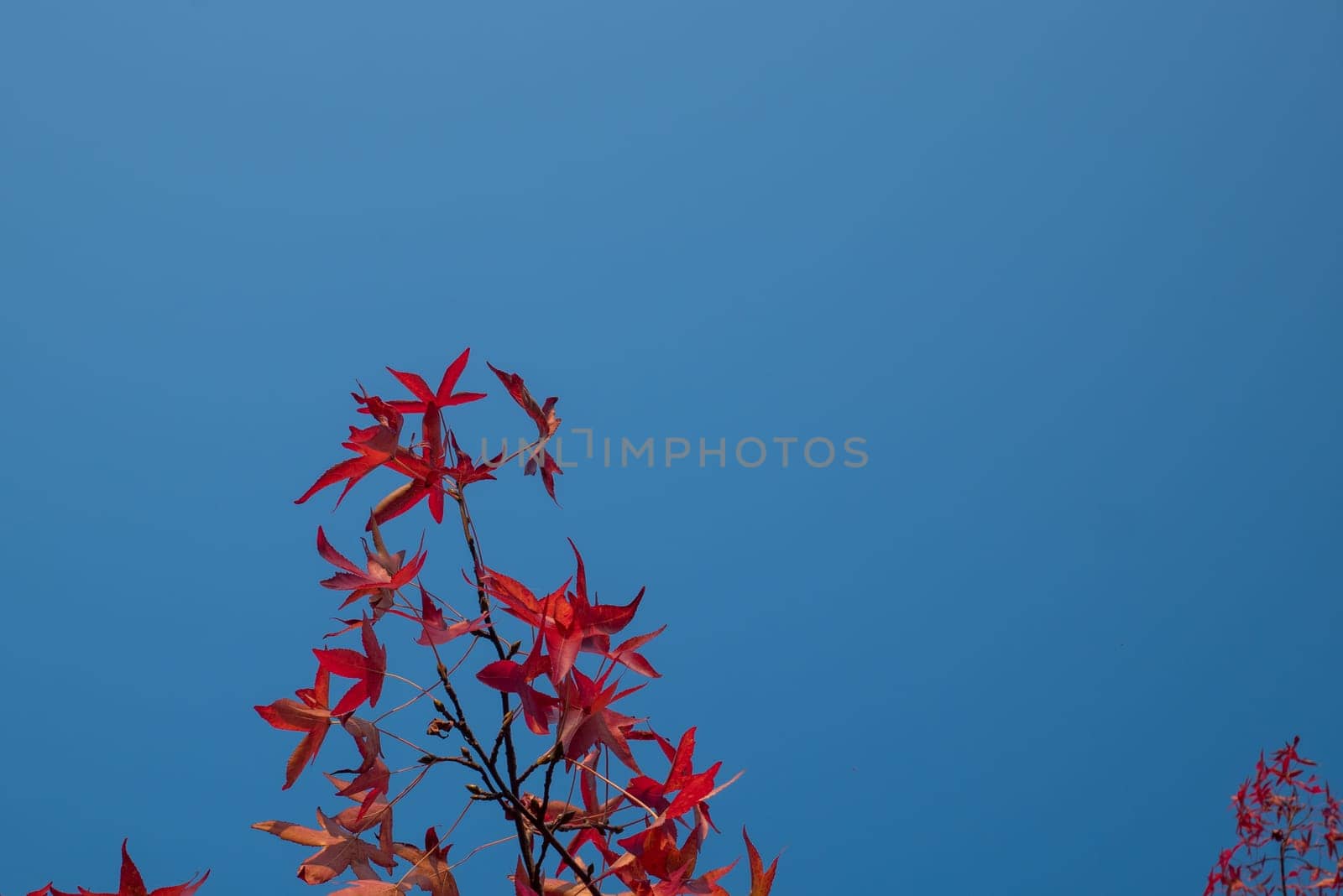 Red leaves and blue sky in autumn.
