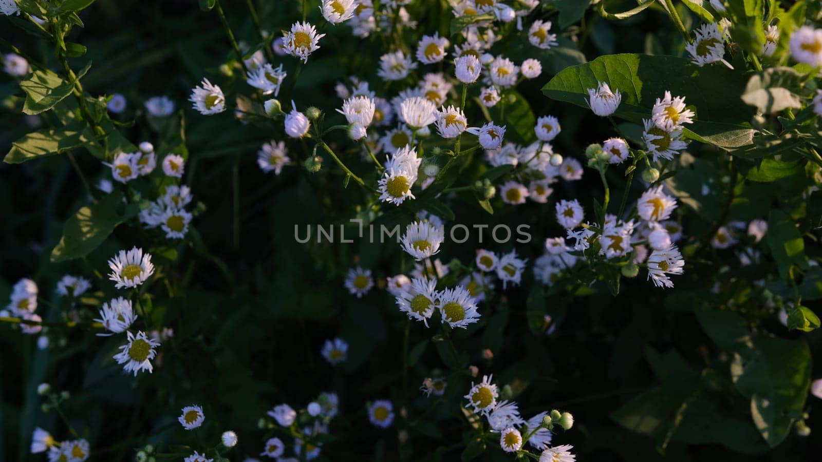 Crop view of the blooming daisies field in spring. Selective focus