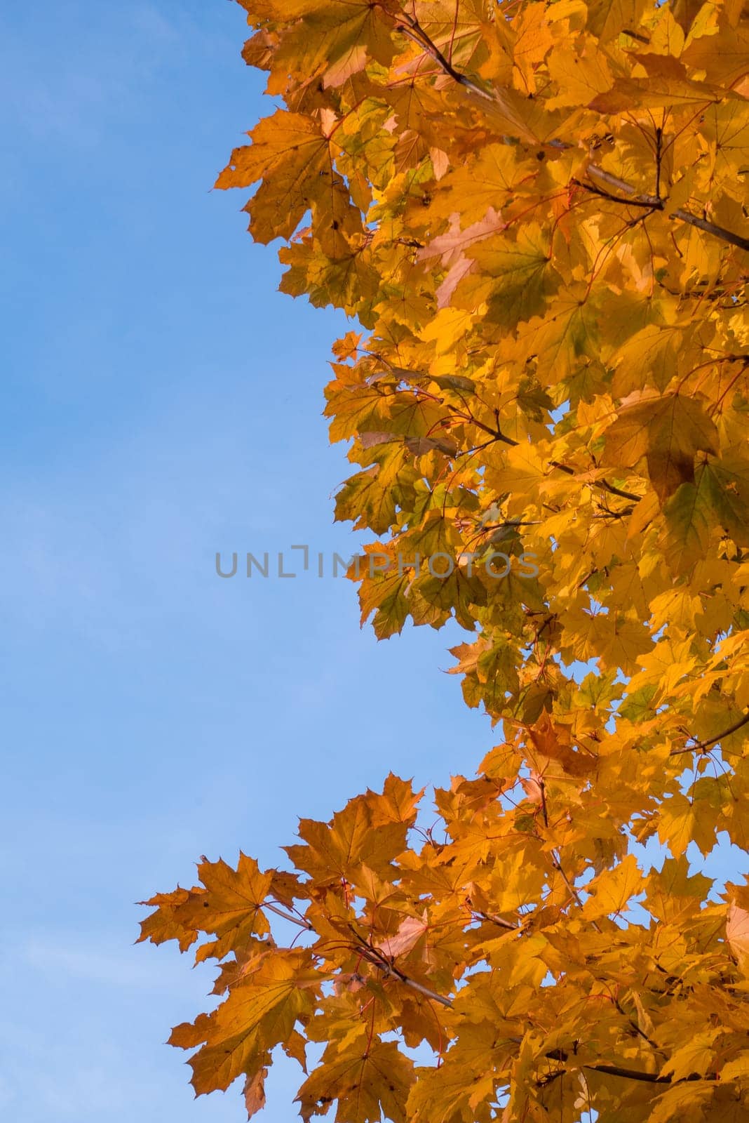 Yellow leaves and blue sky in autumn.